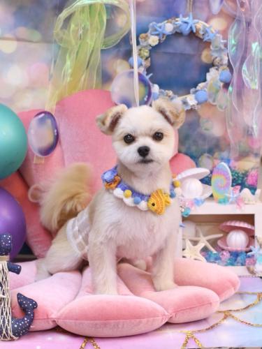 20240820だんごくん